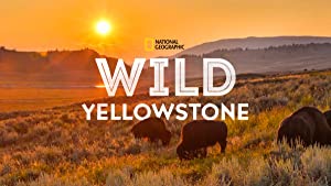 Wild Yellowstone