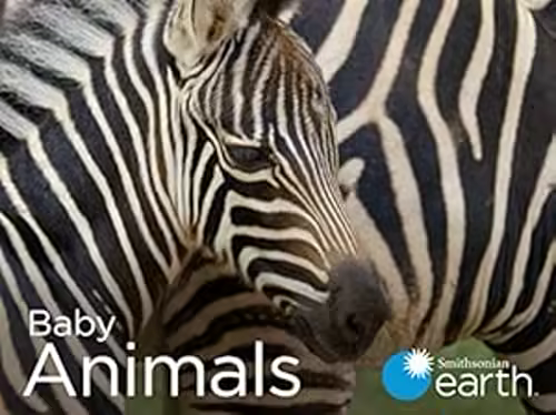 Baby Animals