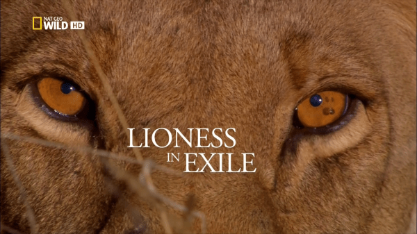 National Geographic - Lioness in Exile (2015) 720p HDTV x264-SQUEAK