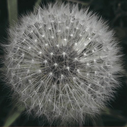 Levitation - Meanwhile Gardens (2015)