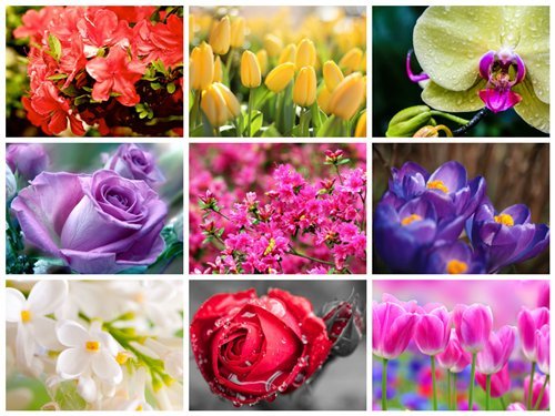 60 Amazing Flowers HD Wallpapers Set