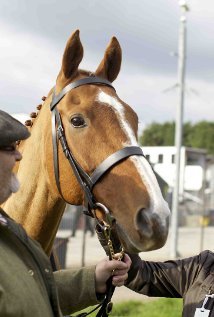 The Dark Horse 2015 DVDRip x264