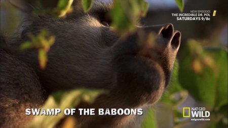 National Geographic - Destination Wild: Swamp Of The Baboons (2015)