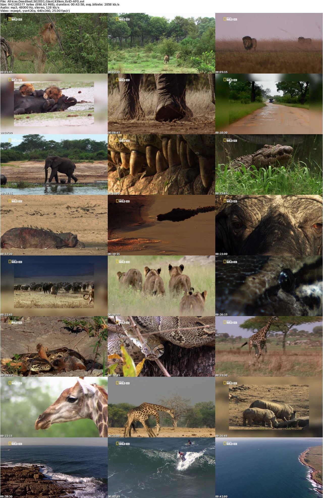 Africas Deadliest S02E01 Giant Killers XviD-AFG