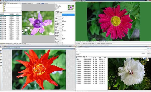 WildBit Viewer 6.3 Alpha 2.0 (x86/x64) + Portable