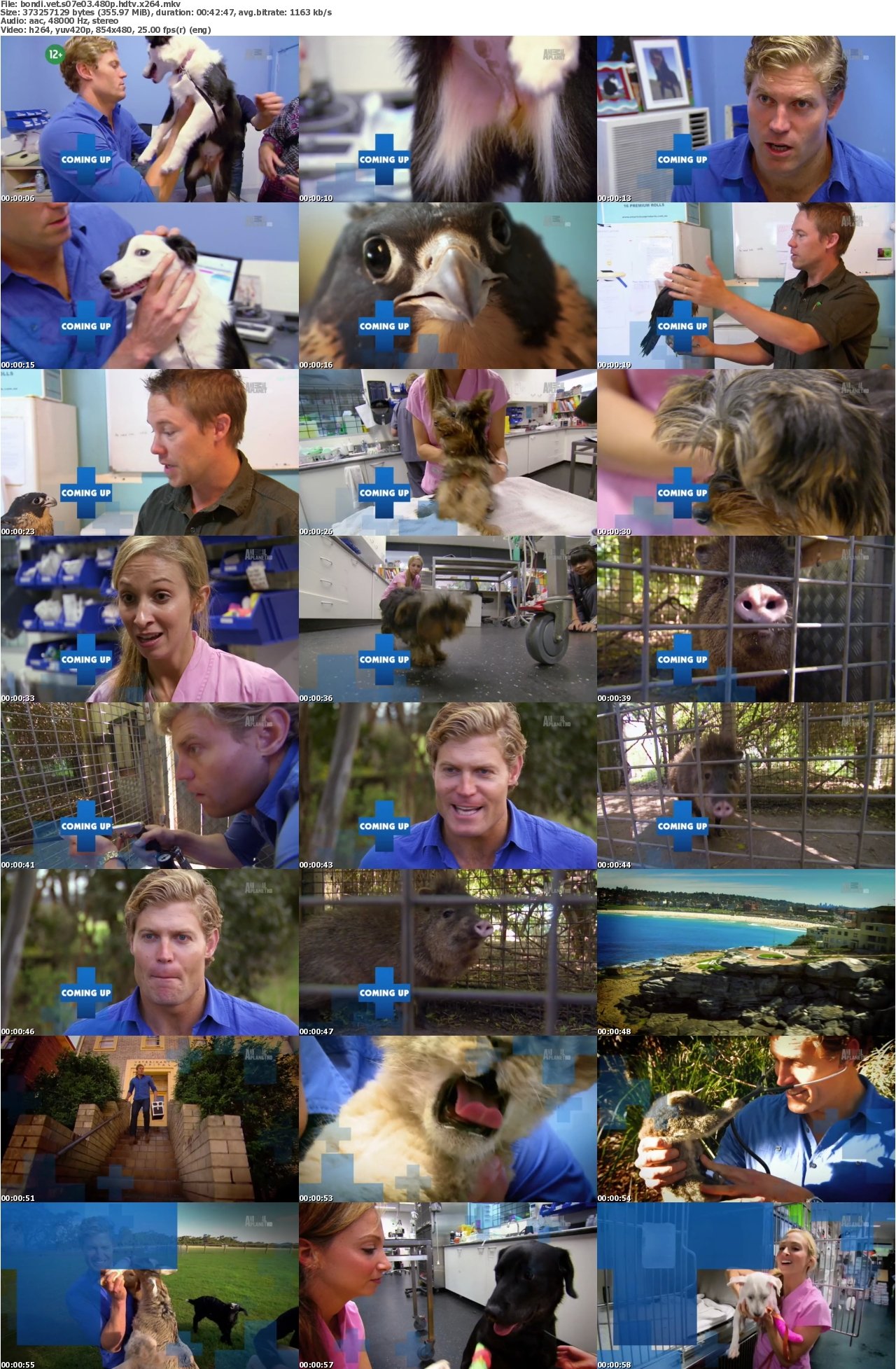 Bondi Vet S07E03 480p HDTV x264