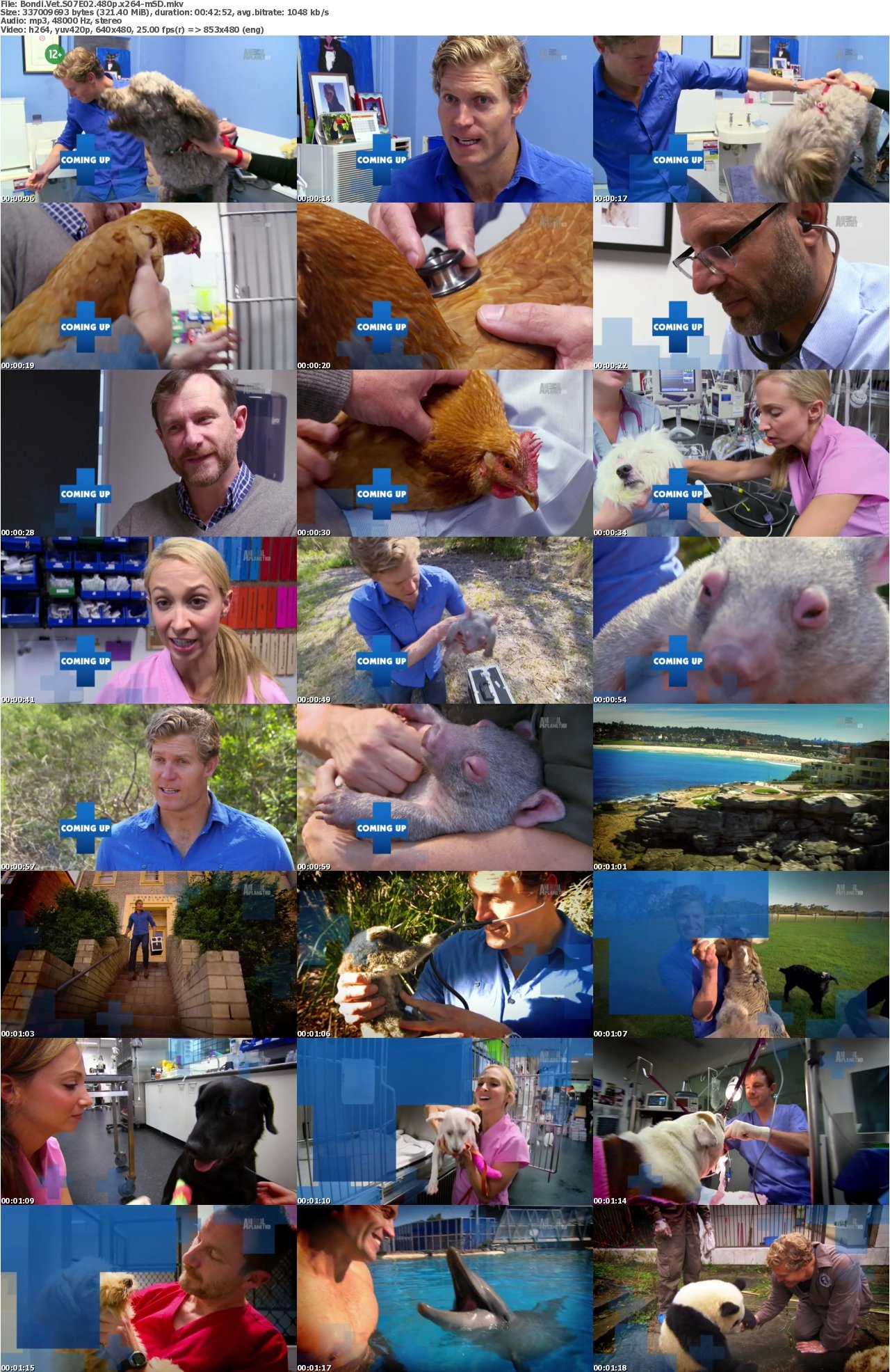 Bondi Vet S07E02 480p x264-mSD
