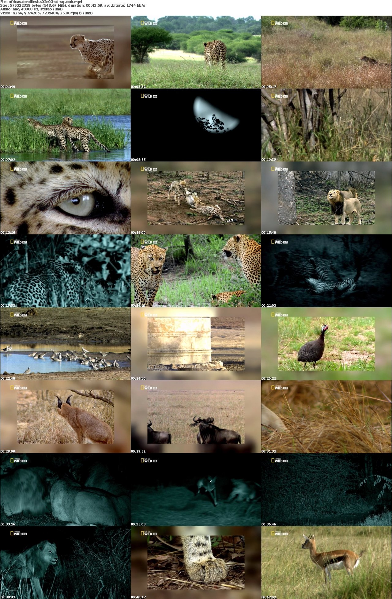 Africas Deadliest S02E03 Cat Attack HDTV x264-SQUEAK