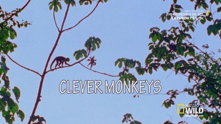 National Geographic - Destination Wild: Clever Monkeys (2015)