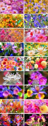 Flower palette Wallpapers
