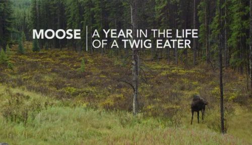 CBC The Nature of Things - Moose: A Year in the Life of a Twig (2015) 720p HDTV x264-aAF