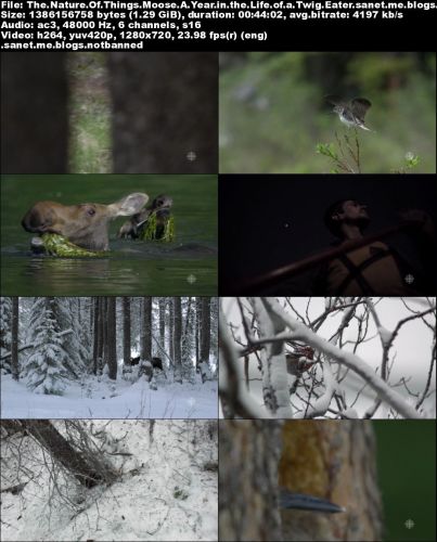 CBC The Nature of Things - Moose: A Year in the Life of a Twig (2015) 720p HDTV x264-aAF