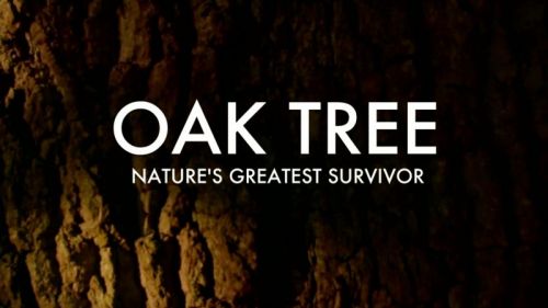 BBC - Oak Tree: Nature's Greatest Survivor (2015) 720p HDTV x264-MVGroup
