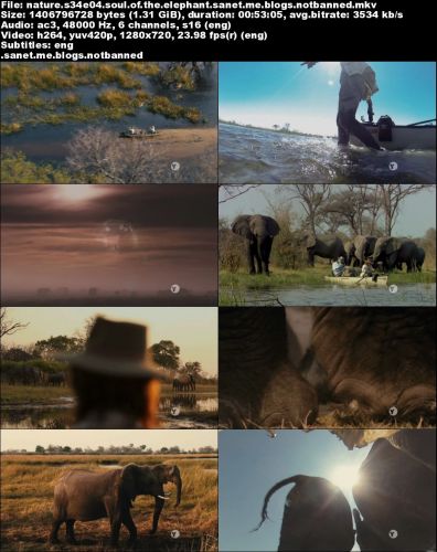 PBS - NATURE: Soul of the Elephant (2015) 720p HDTV x264-W4F