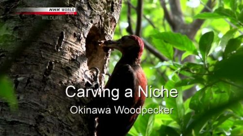 NHK Wildlife - Carving a Niche: Okinawa Woodpecker (2013) 720p HDTV x264-MVGroup