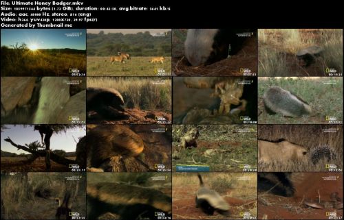 National Geographic Wild - Ultimate Honey Badger (2015)