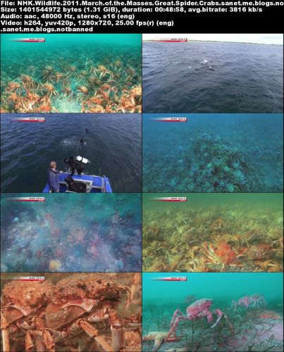 NHK Wildlife - March of the Masses: Great Spider Crabs (2011) 720p HDTV x264-MVGroup