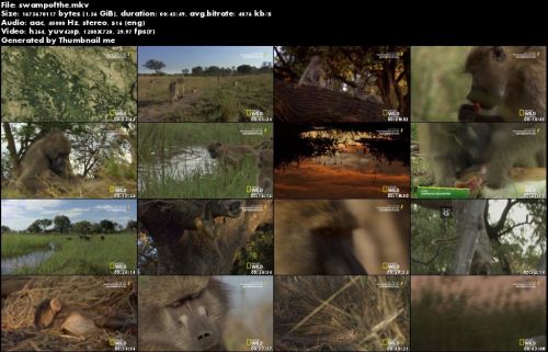 National Geographic - Destination Wild: Swamp Of The Baboons (2015)