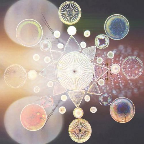 Yunomi ( ishq ) - Floracopia (2015)