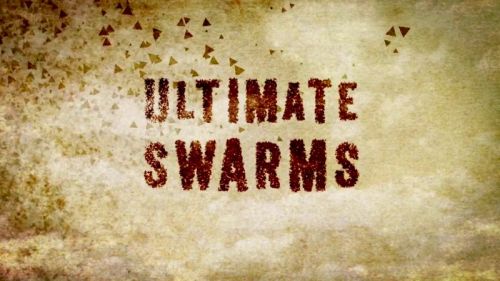 BBC - Ultimate Swarms (2013) 720p HDTV x264-MVGroup