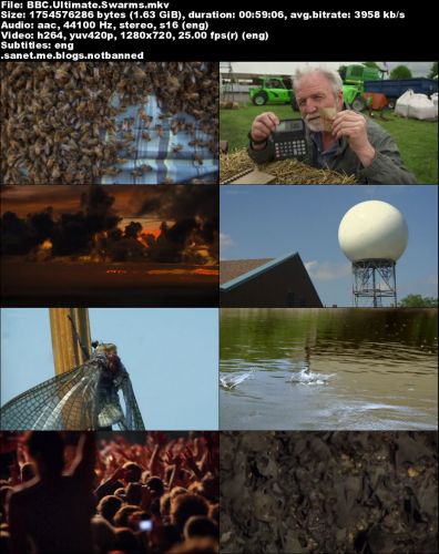 BBC - Ultimate Swarms (2013) 720p HDTV x264-MVGroup
