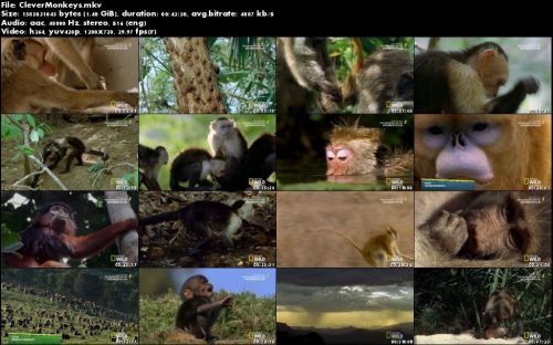 National Geographic - Destination Wild: Clever Monkeys (2015)