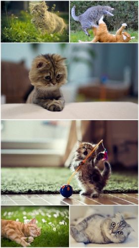 Cat Big Pack #1