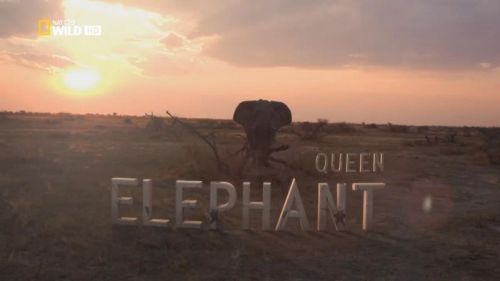 National Geographic - Queen Elephant (2014) 720p HDTV x264-MVGroup