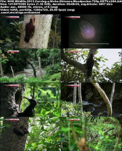 NHK Wildlife - Carving a Niche: Okinawa Woodpecker (2013) 720p HDTV x264-MVGroup