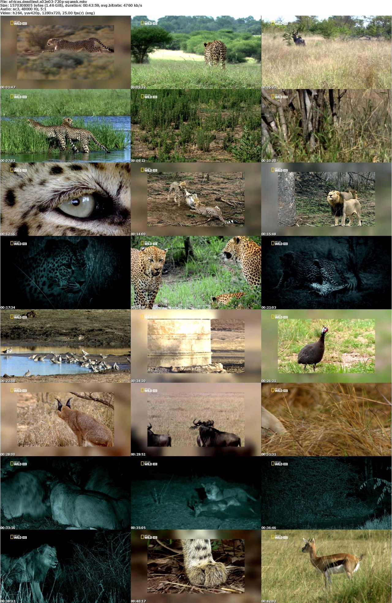 Africas Deadliest S02E03 Cat Attack 720p HDTV x264-SQUEAK