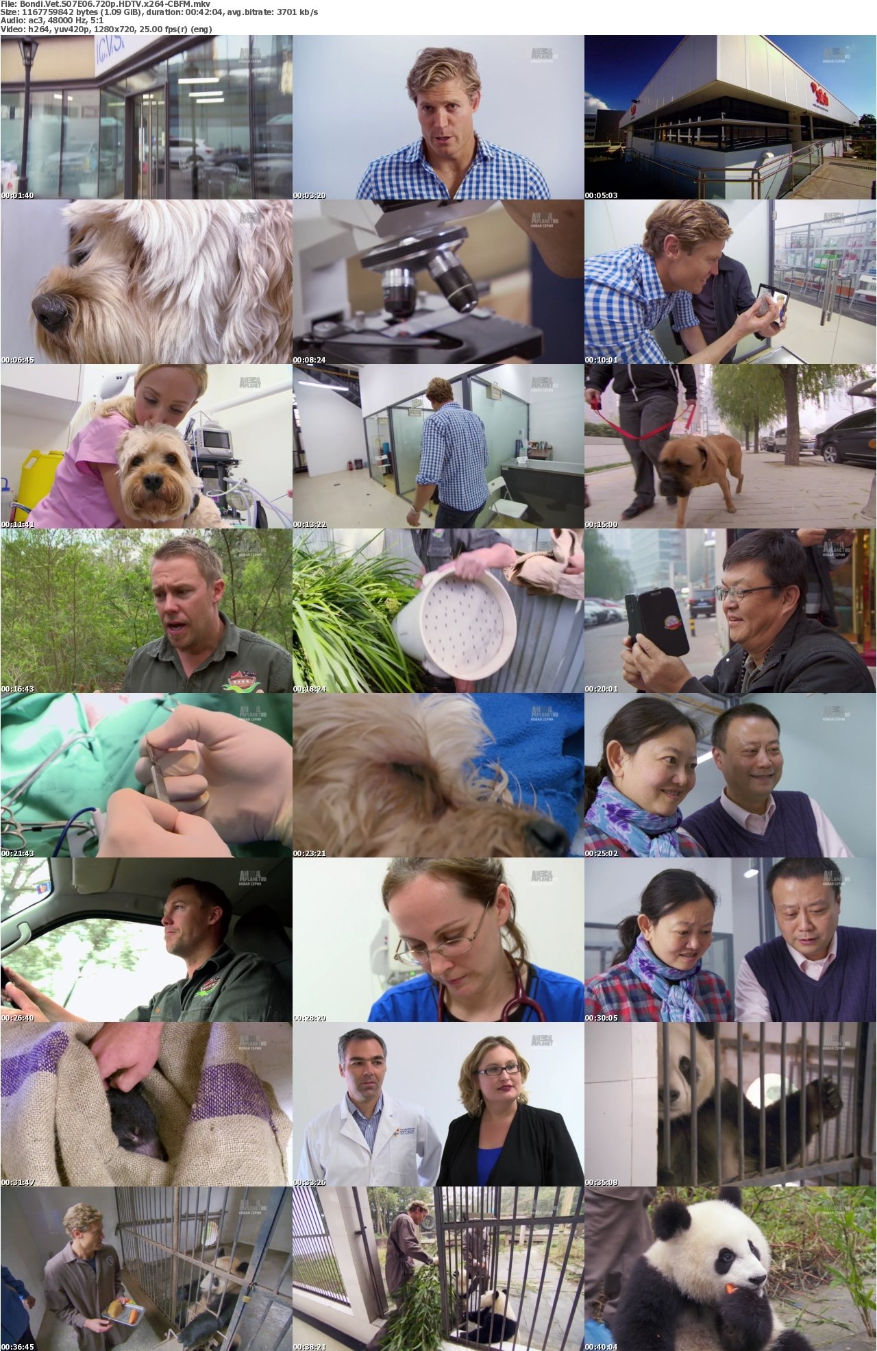 Bondi Vet S07E06 720p HDTV x264-CBFM
