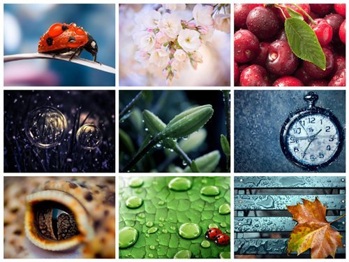 60 Beautiful Macro HD Wallpapers 3