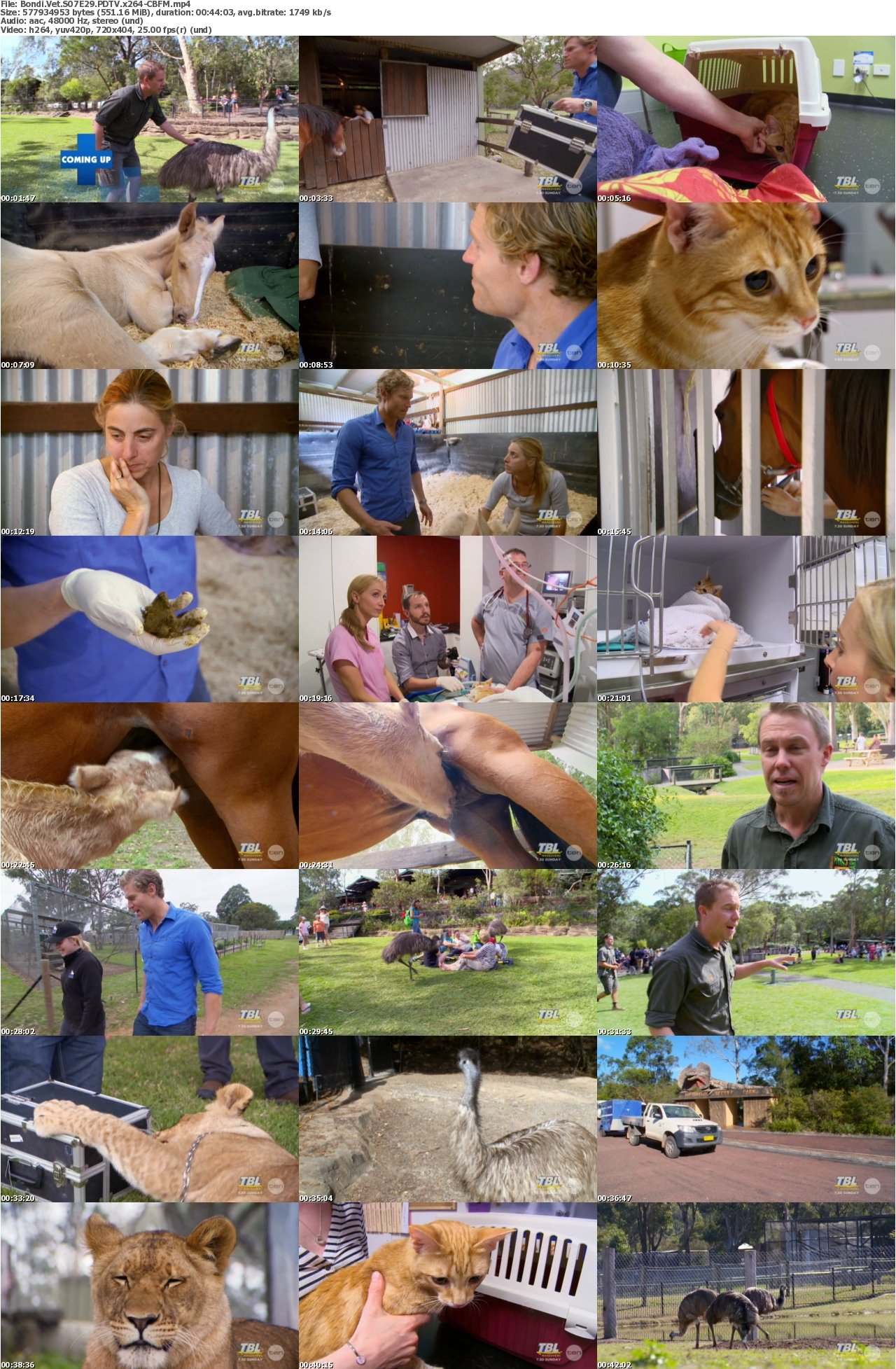 Bondi Vet S07E29 PDTV x264-CBFM