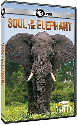 PBS Nature - Soul of the Elephant (2015) 720p HDTV x264-MVGroup