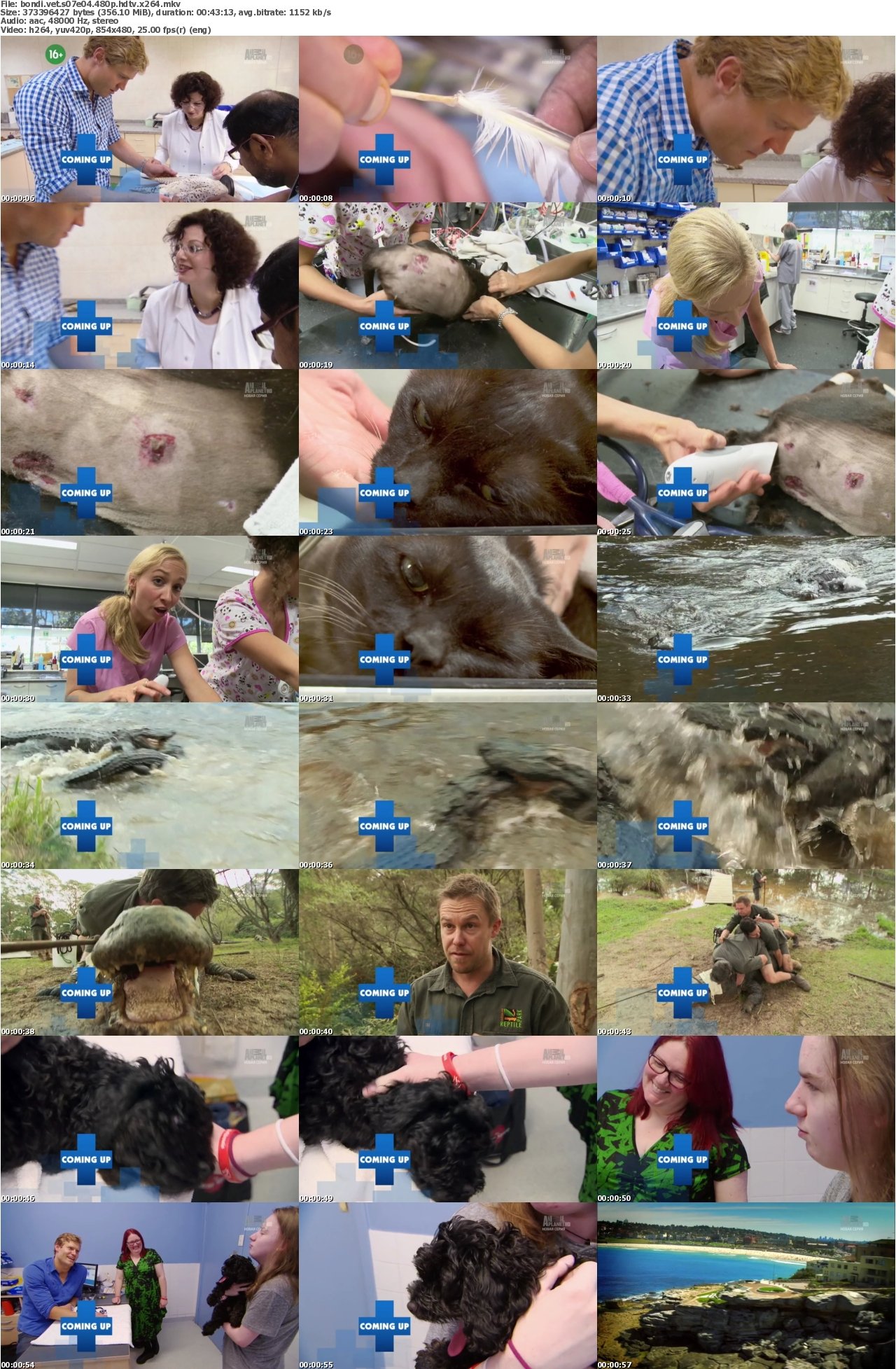 Bondi Vet S07E04 480p HDTV x264