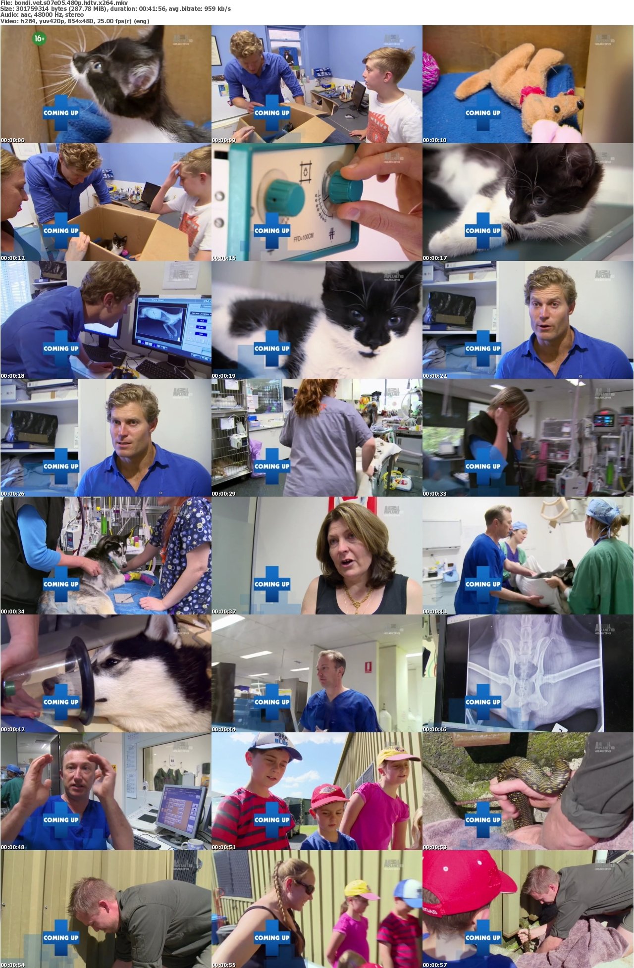 Bondi Vet S07E05 480p HDTV x264