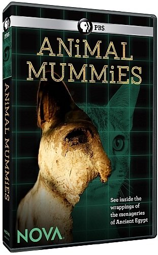 PBS - NOVA: Animal Mummies (2015) 720p HDTV x264-DHD