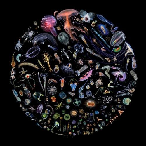 J. Ralph - Racing Extinction (Original Motion Picture Soundtrack) (2015)