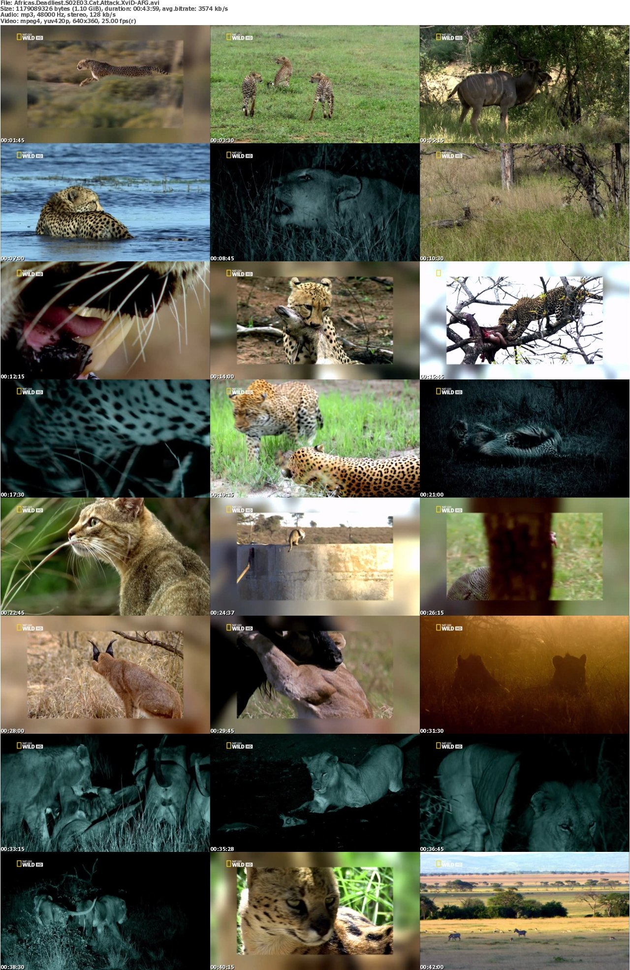 Africas Deadliest S02E03 Cat Attack XviD-AFG