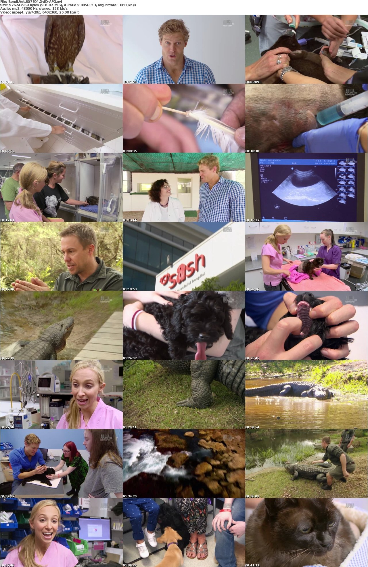 Bondi Vet S07E04 XviD-AFG