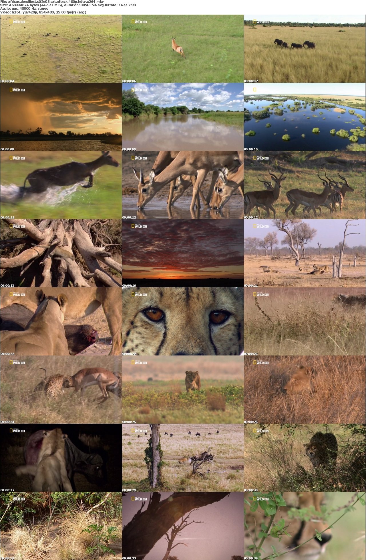 Africas Deadliest S02E03 Cat Attack 480p HDTV x264