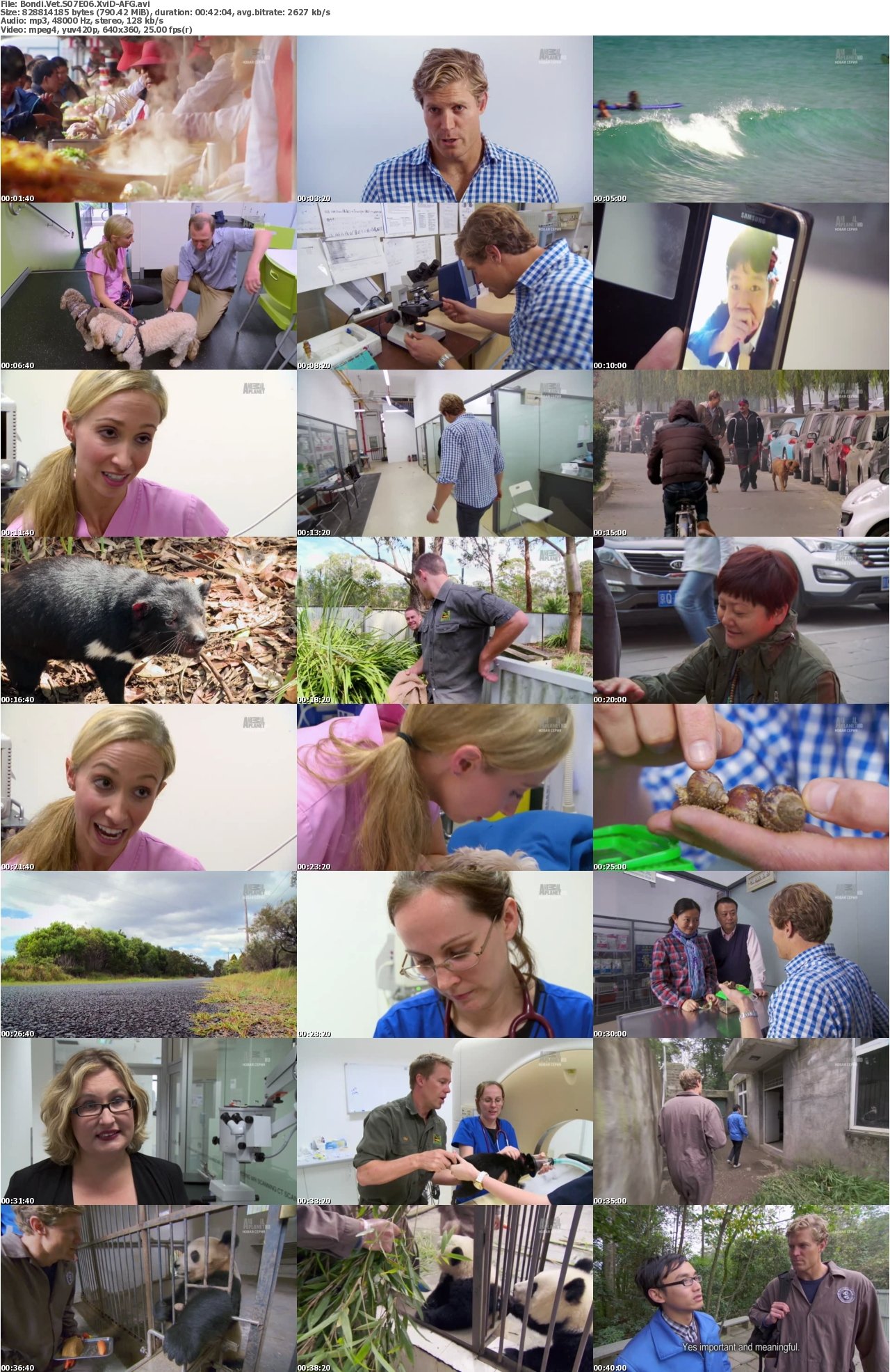 Bondi Vet S07E06 XviD-AFG