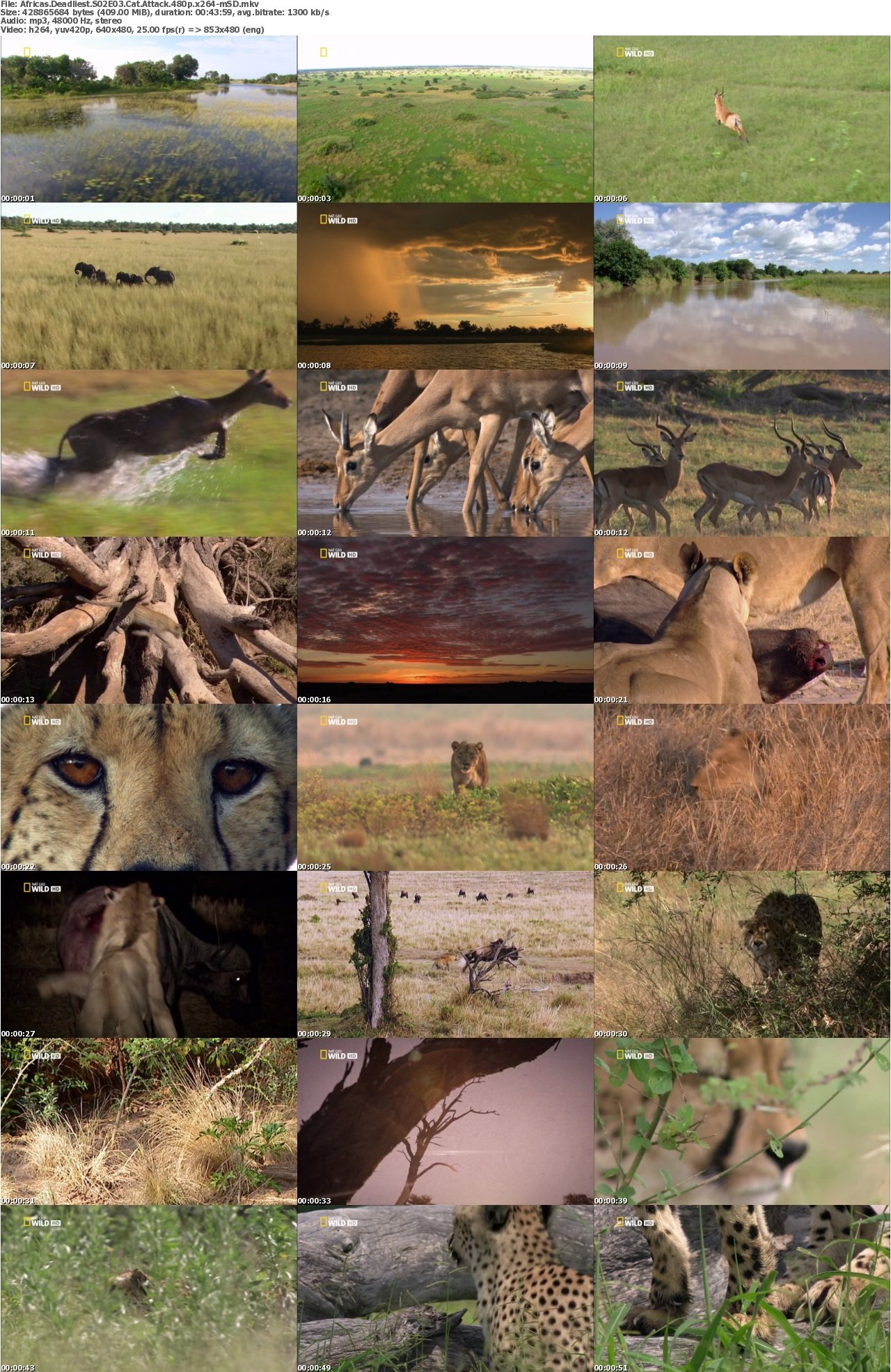 Africas Deadliest S02E03 Cat Attack 480p x264-mSD