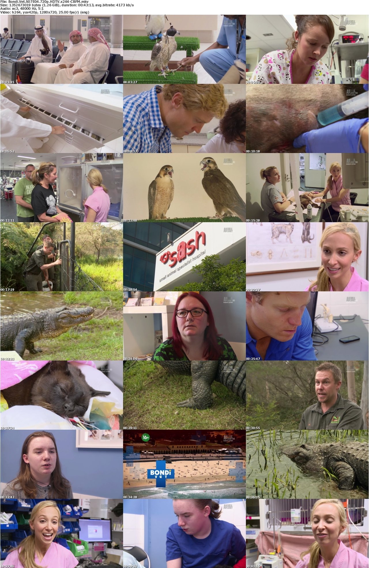 Bondi Vet S07E04 720p HDTV x264-CBFM