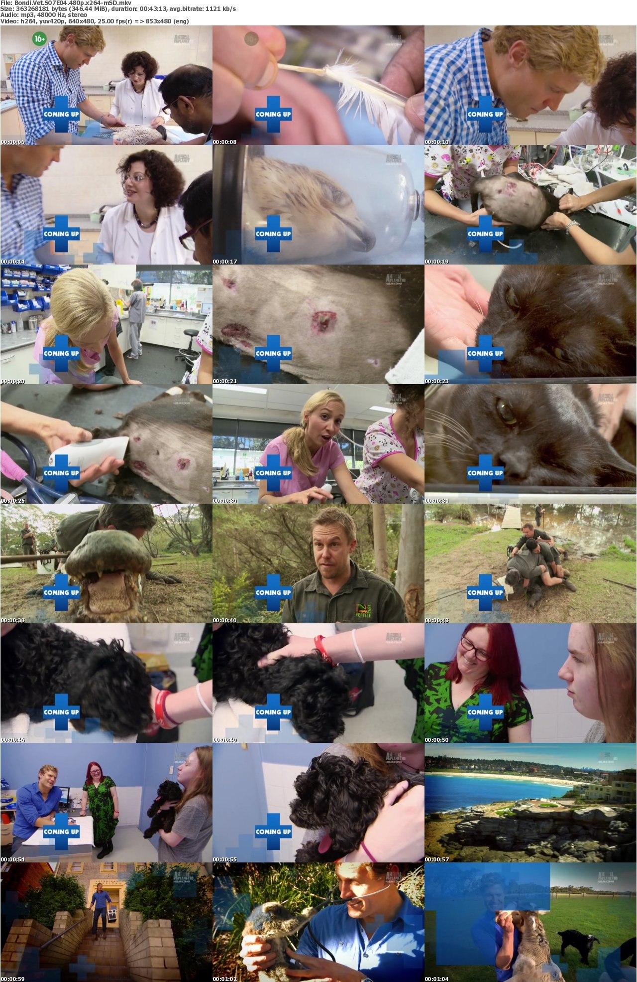 Bondi Vet S07E04 480p x264-mSD