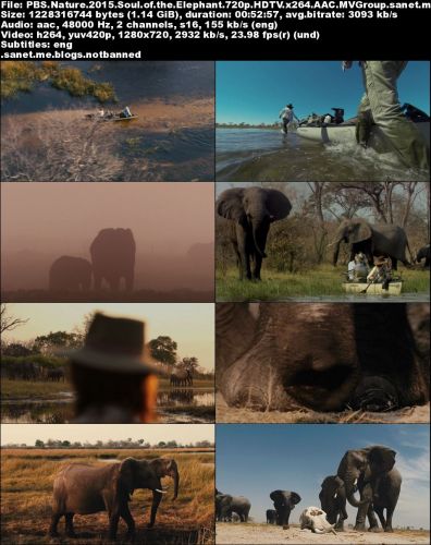 PBS Nature - Soul of the Elephant (2015) 720p HDTV x264-MVGroup
