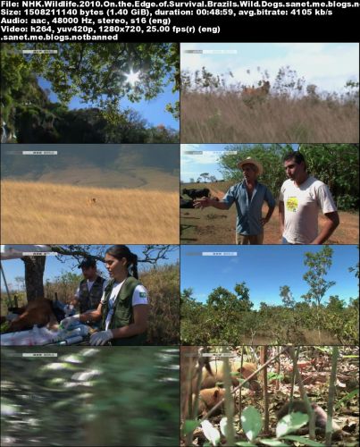 NHK Wildlife - On the Edge of Survival: Brazil's Wild Dogs (2010) 720p HDTV x264-MVGroup