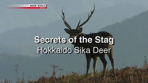 NHK Wildlife - Secrets of the Stag: Hokkaido Sika Deer (2012) 720p HDTV x264-MVGroup