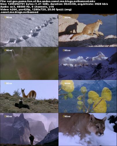 National Geographic - Puma: Lion of the Andes (2015) 720p HDTV x264-SQUEAK