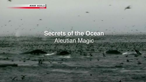 NHK Wildlife - Secrets of the Ocean: Aleutian Magic (2011) 720p HDTV x264-MVGroup